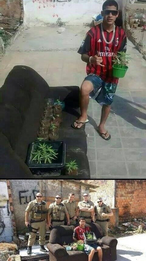 마리화나 재배 인증