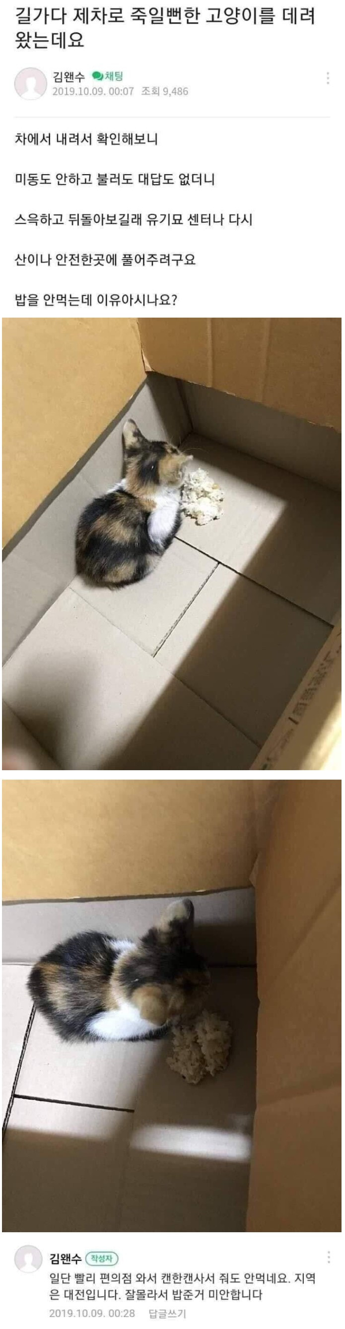제 차로 죽일뻔한 고양이를 데려왔는데요