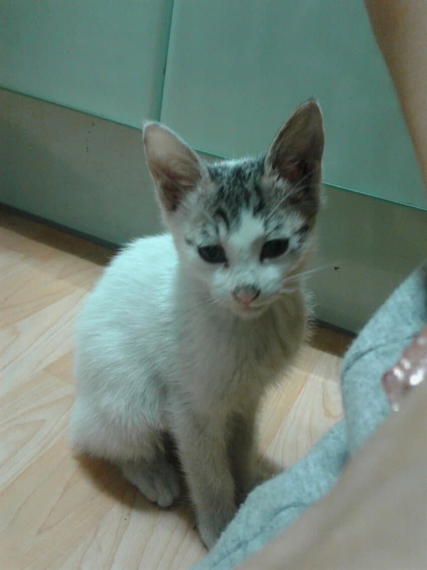 길 고양이를 주워서 확대시킨 디씨인.jpg