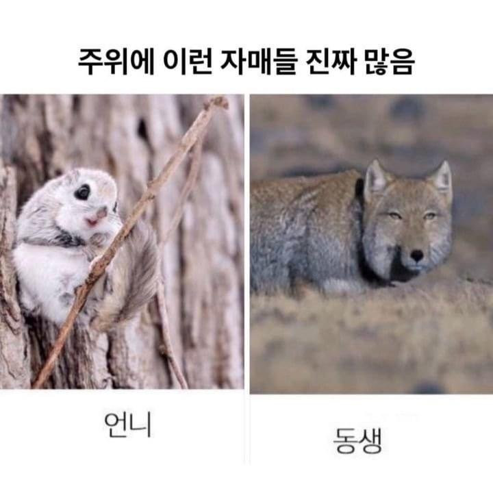 주위에 이런 자매들 진짜 많음