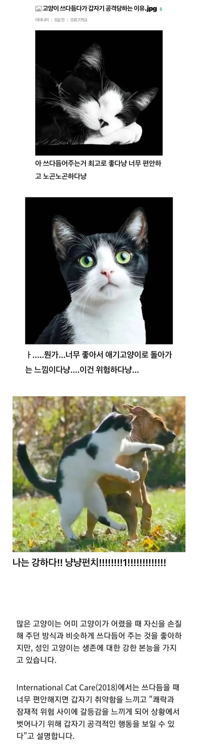 고양이가 쓰다듬을 받다가 갑자기 공격하는 이유