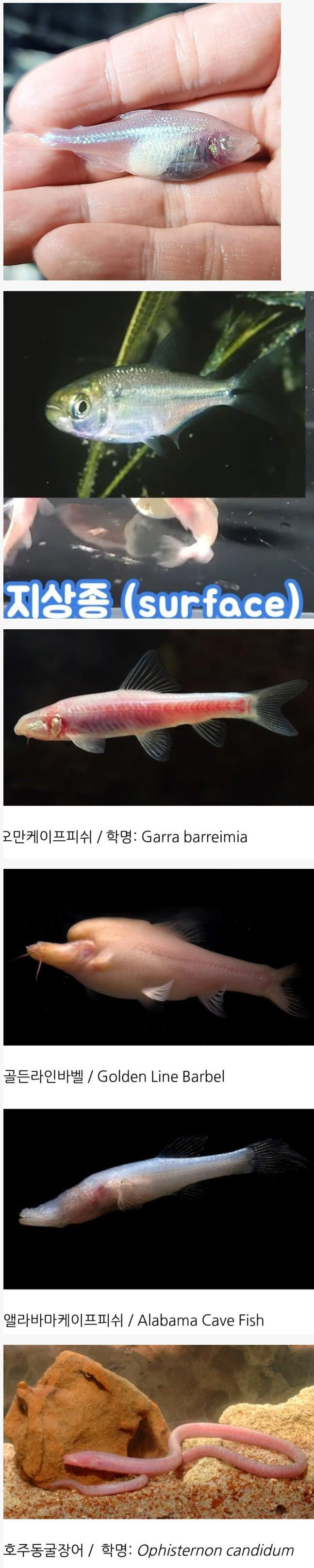 세계 각국 동굴에사는 어류들