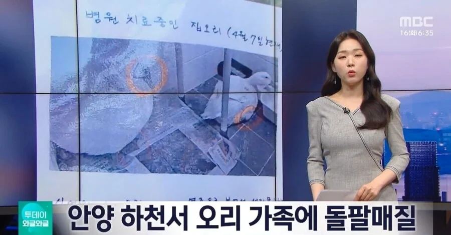 안양 하천서 돌팔매질 당했던 오리 근황