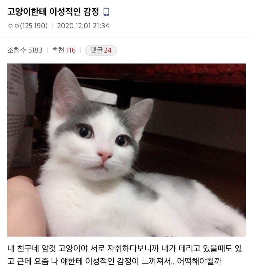 고양이한테 이성적인 감정 느끼는 디시인
