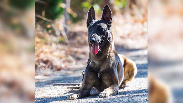 폭염 속 치매노인 구조한 부산경찰 수색견