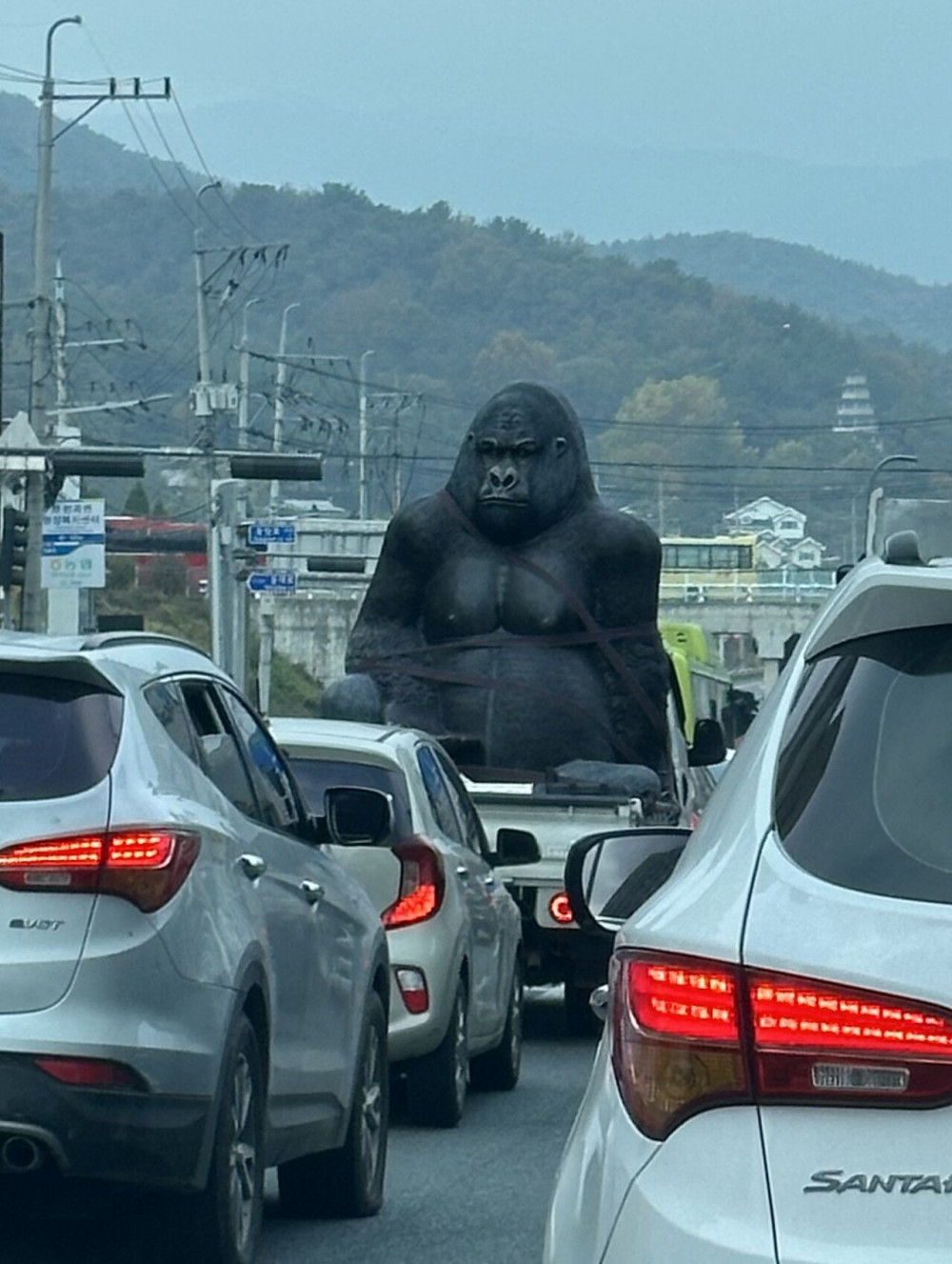 고릴라 잡혀가는거 직관함