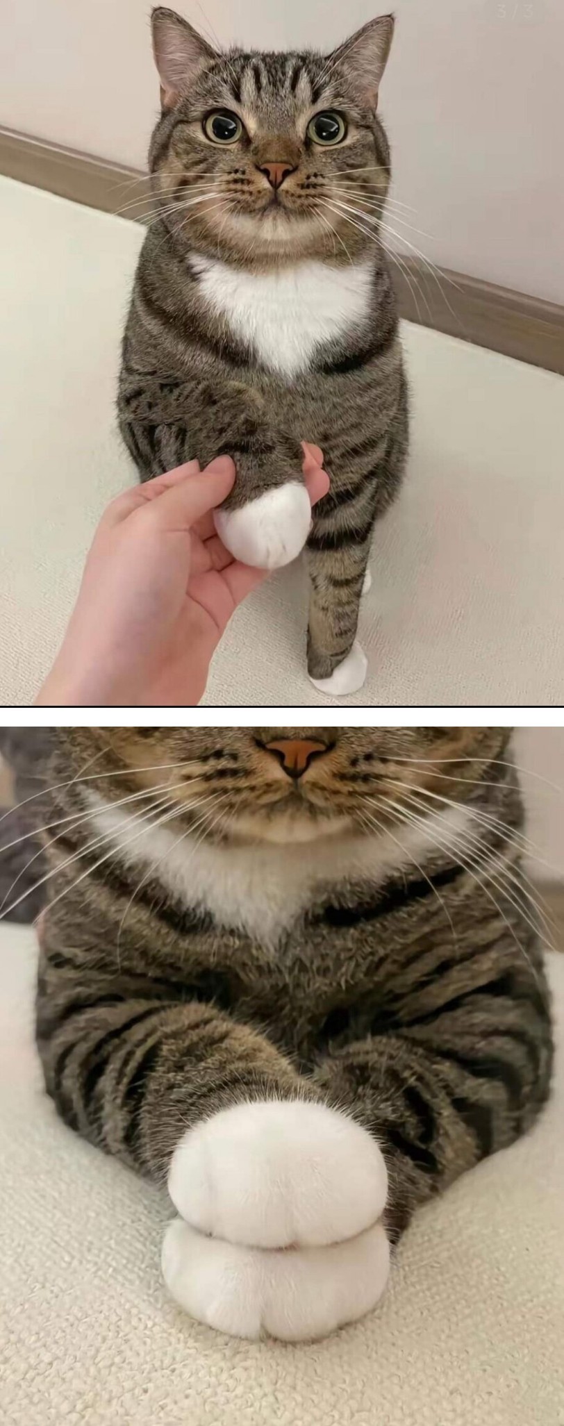 의외로 고증이 확실한 도라에몽 손 특징