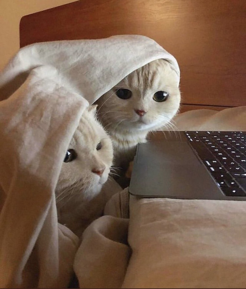 ??:집사가 몰래 보는게 이거구나