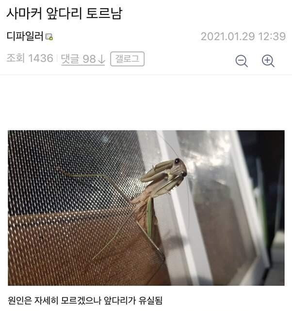 사마귀에게 팔 이식해준 디시인