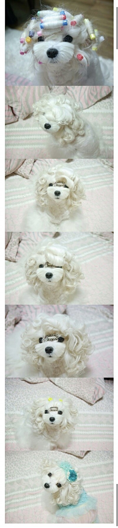 수수깡으로 파마한 댕댕이