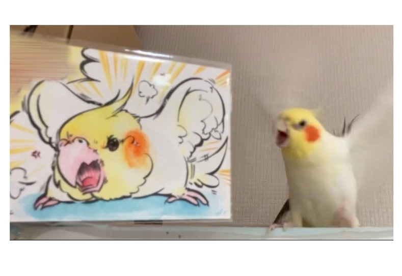 초상화가 맘에 들지 않는 앵무새 - 꾸르