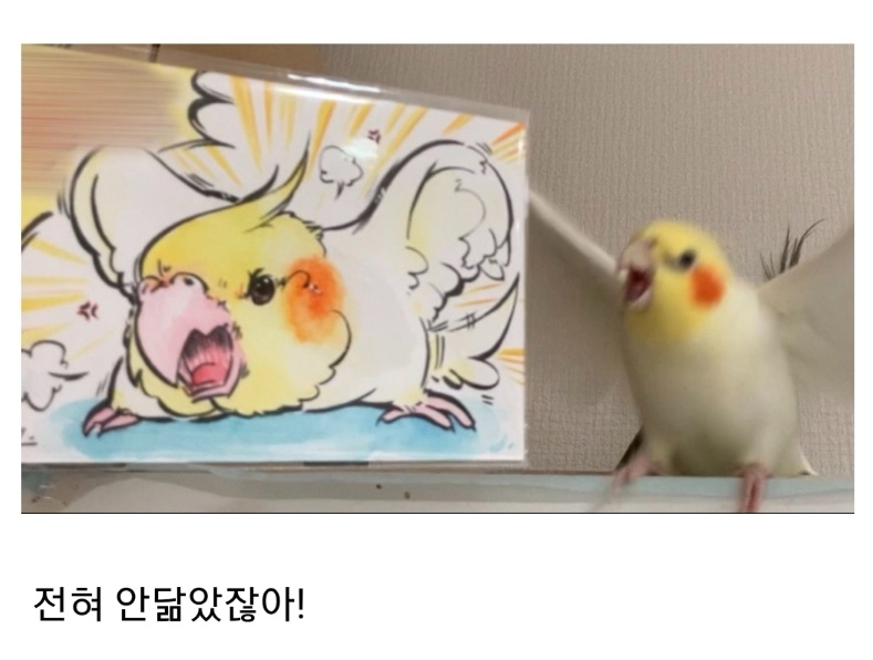 초상화가 맘에 들지 않는 앵무새 - 꾸르