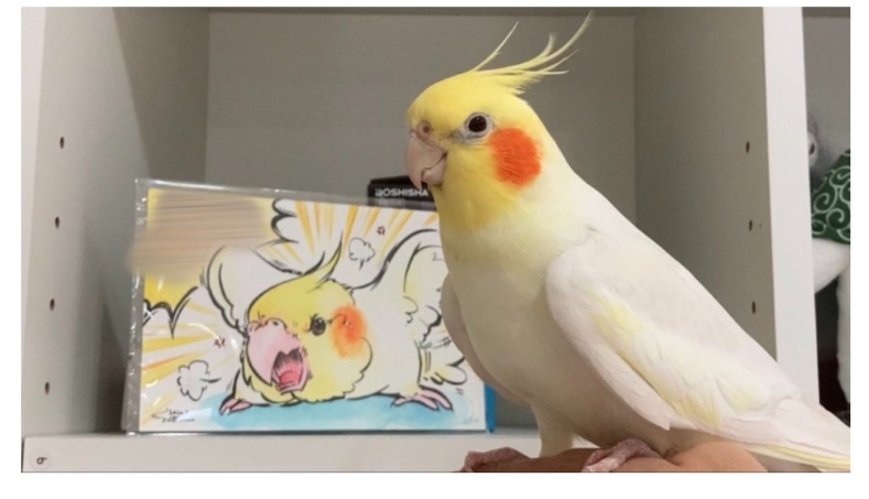 초상화가 맘에 들지 않는 앵무새