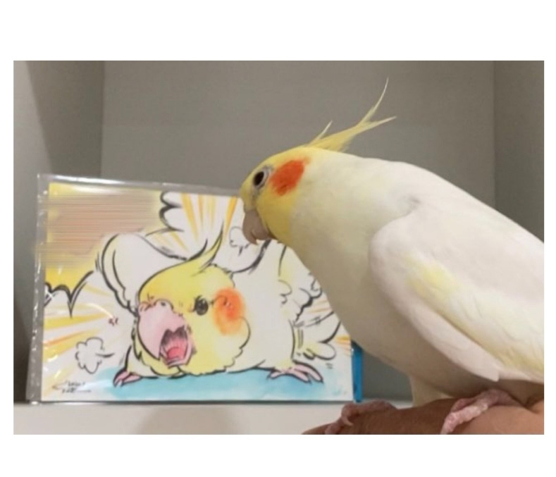 초상화가 맘에 들지 않는 앵무새 - 꾸르