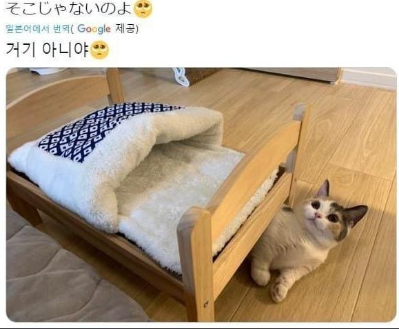 고양이 침대 후기