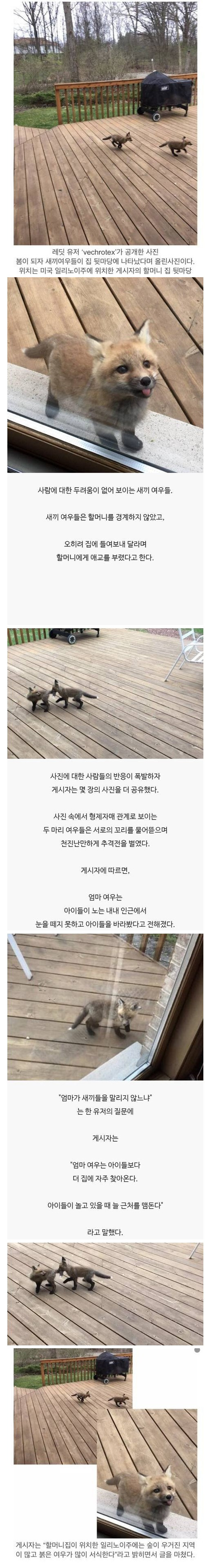 레딧 유저가 올린 새끼 여우 사진