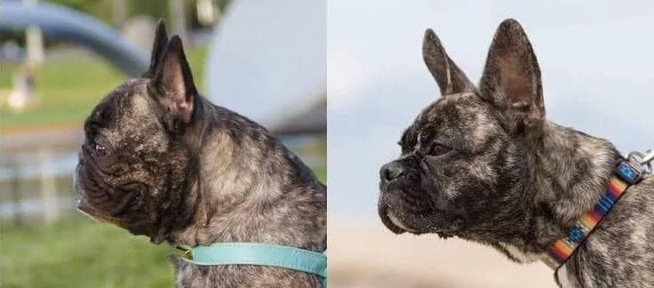 과학이 승리한 프렌치 불독 근황