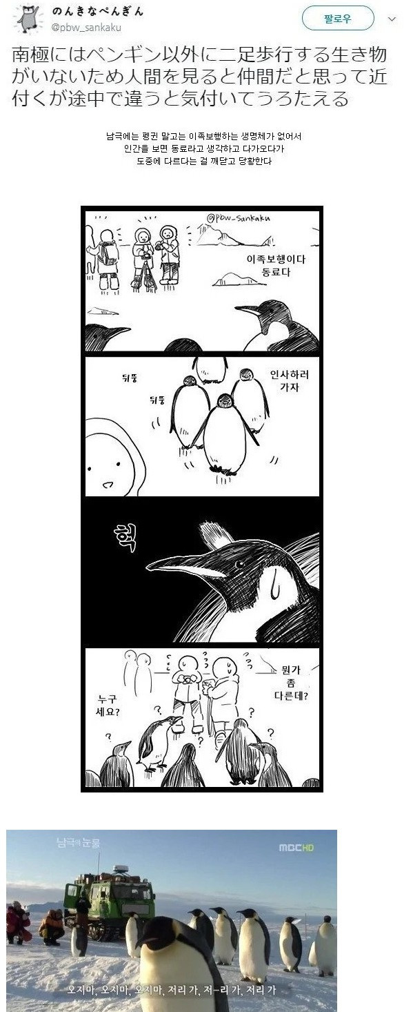 펭귄이 인간을 보면 따라오는 이유