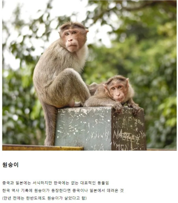 일본 & 중국에는 있는데 한국은 없는 동물
