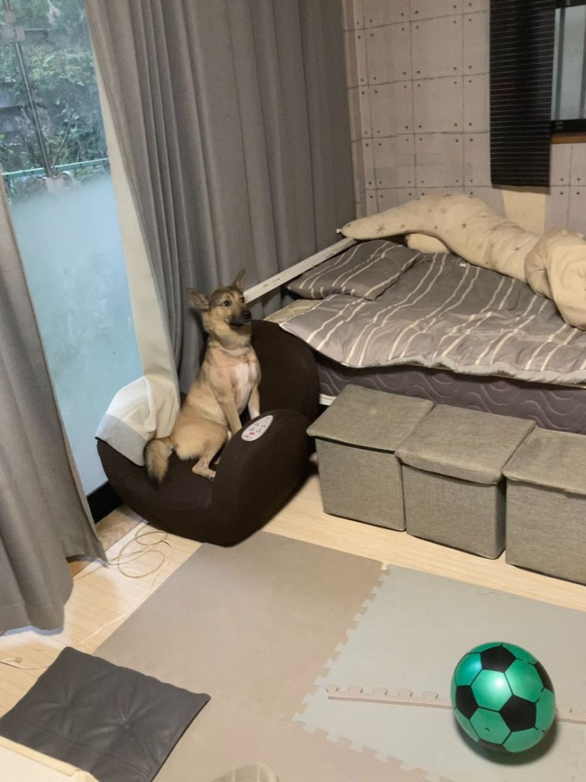 개 키우는 주인들이 제일 두려워하는 상황..jpg
