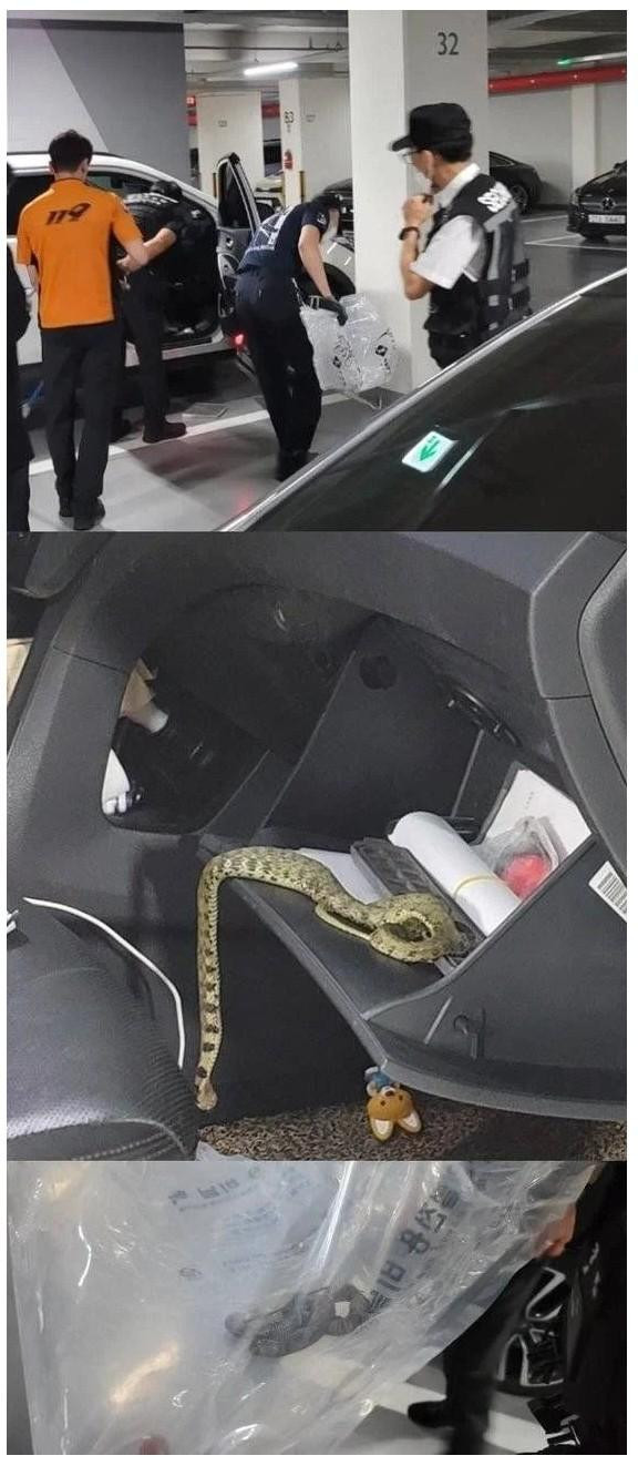차 에어컨에서 똥냄새.. 꺼내봤더니 독사 ㄷㄷ