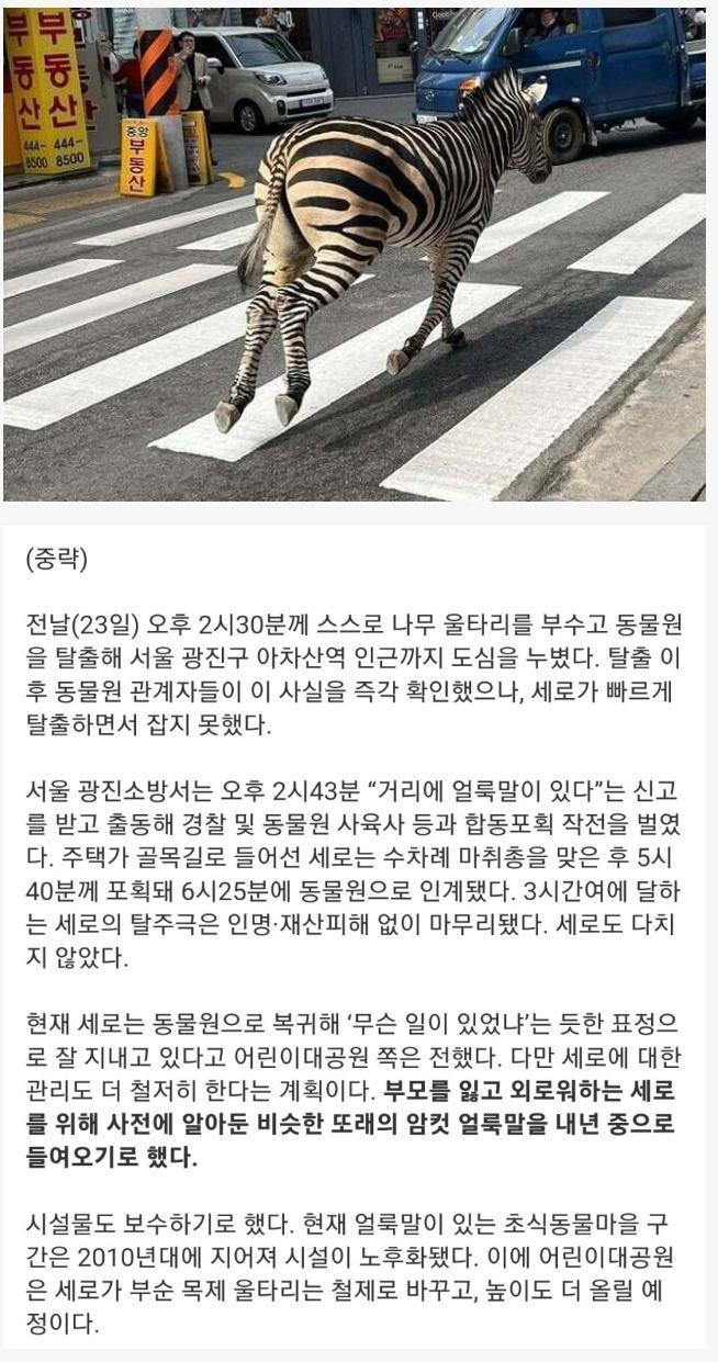 동물원 관계자가 밝힌 이번에 탈출했던 얼룩말 근황 ㅗㅜㅑ