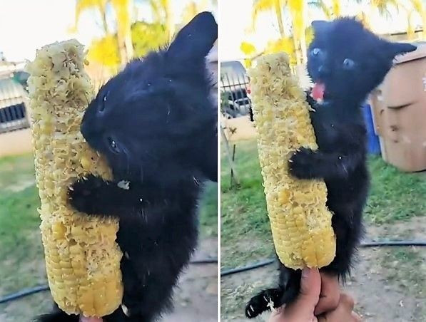 옥수수 맛을 배운 고양이
