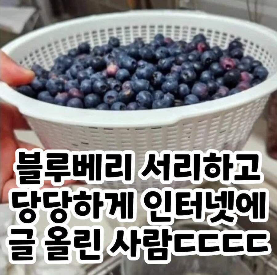 블루베리 서리하고 당당하게 글 올린 사람